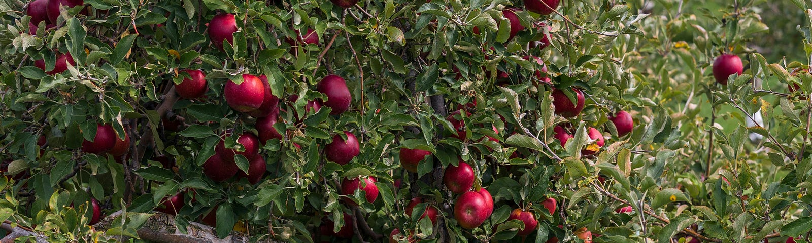 An apple tree