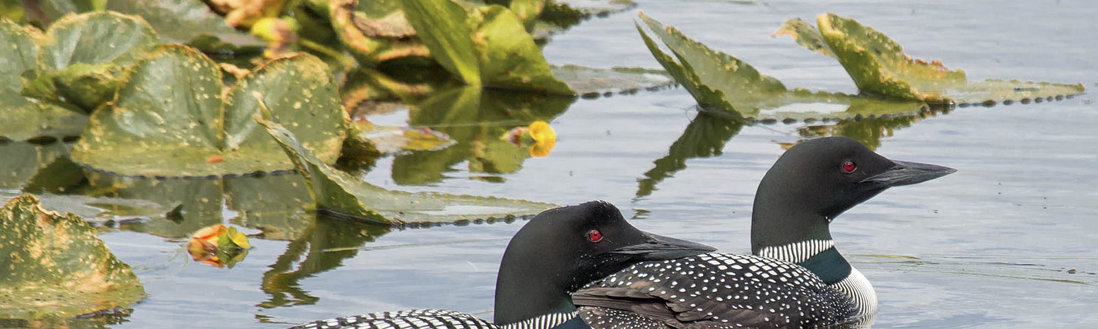 Loons in Kenai Wildlife Refuge