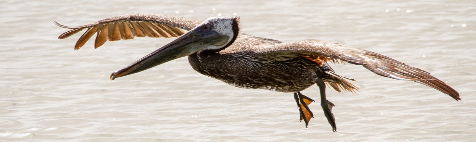 A brown pelican hovers over the water.