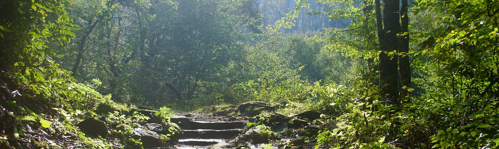 stone steps on a path leading through a forest