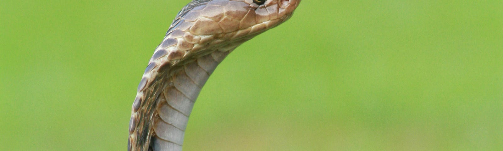 A King Cobra snake against a green blurred background. Seen in a typical stance with its head raised, smelling the air for scents.
