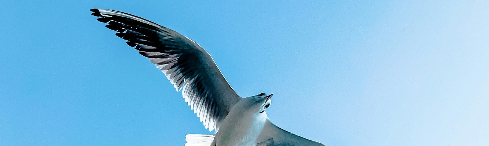 A large bird soars in the sky with a smaller bird flying after it.