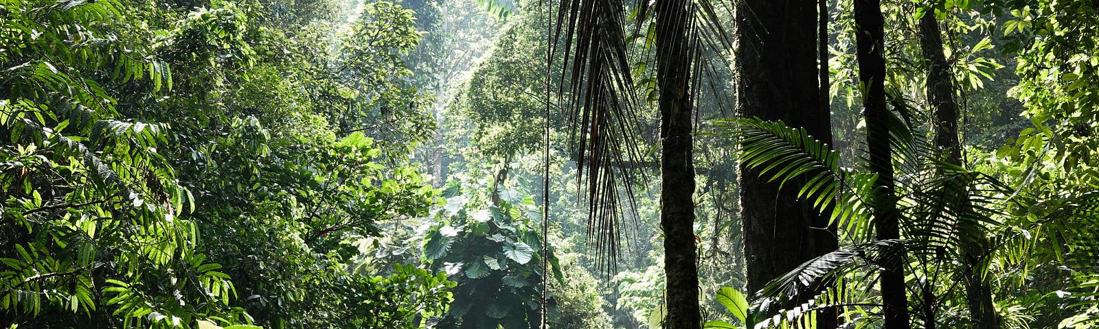 Rain in a heavily wooded jungle area