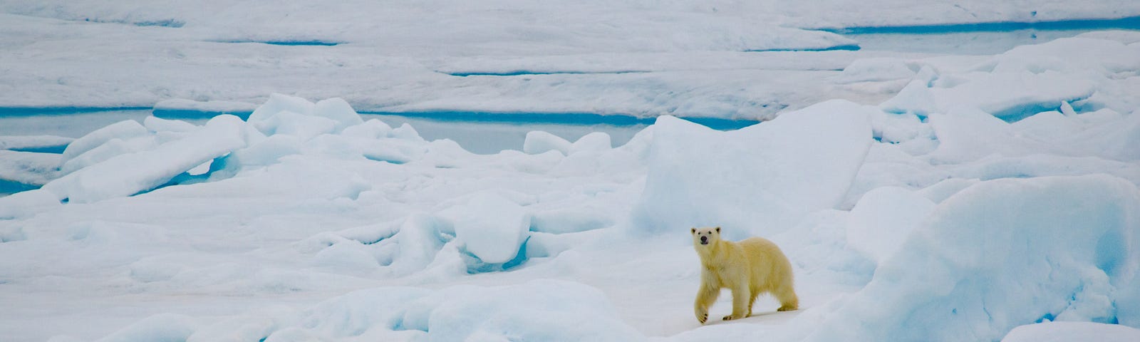 Polar bear Alaska, Chukchi Sea area