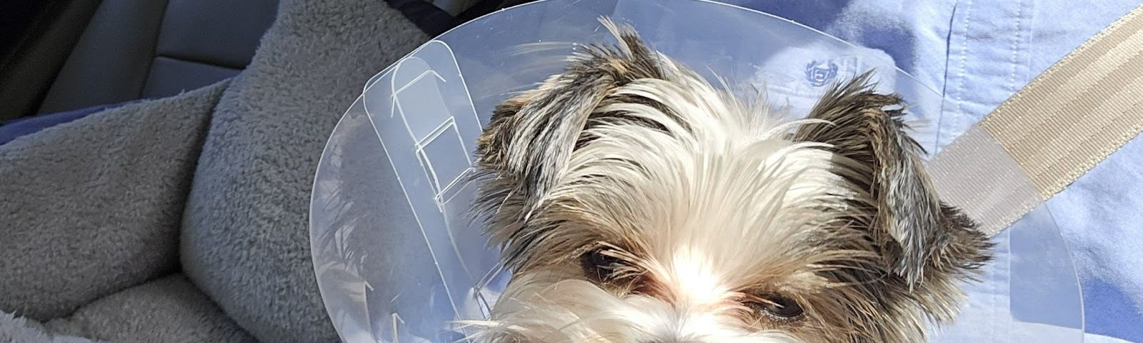 Dog wearing a cone around its head