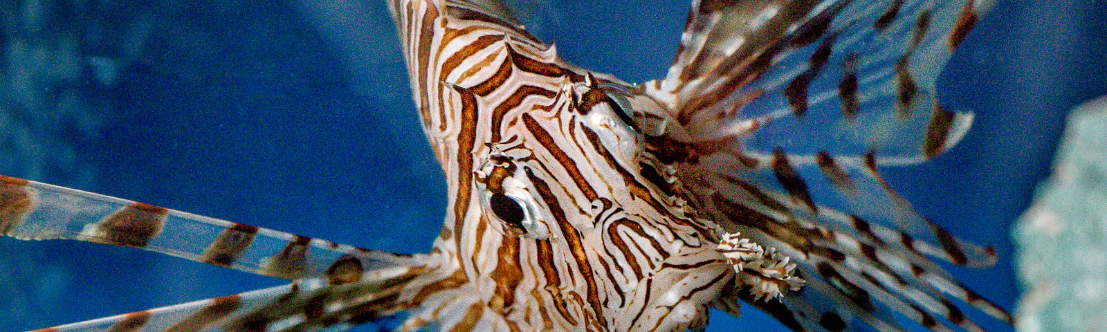 Close-up underwater shot of a lionfish swimming in the sea.