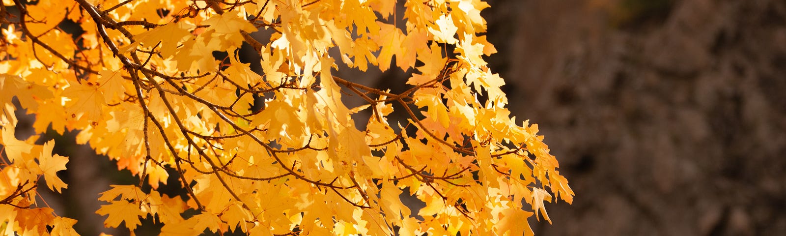 Yellow leaves in autumn