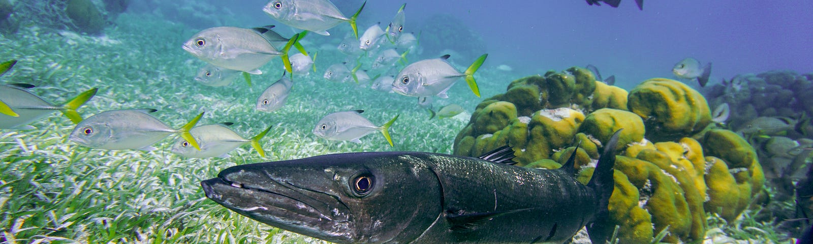 A barracuda near an underwater coral. A variety of other saltwater fish are swimming around it.