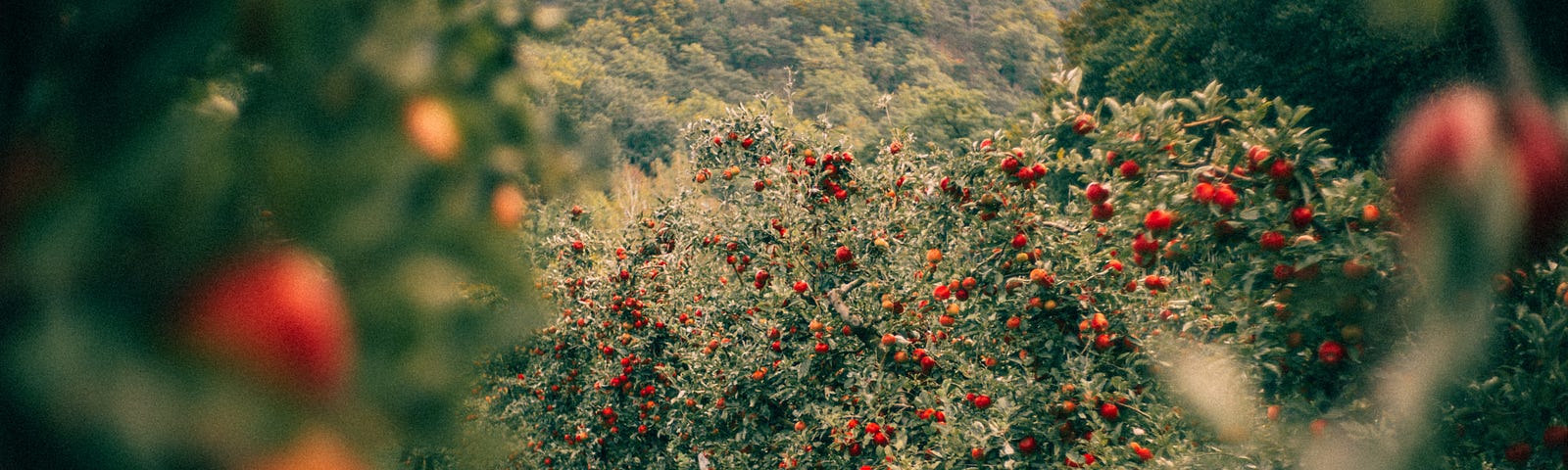 Photo of an apple orchard with red apples covering trees