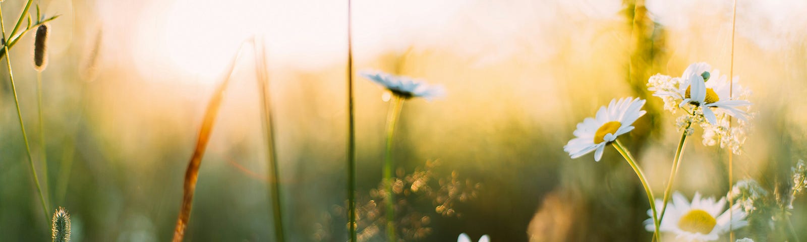 A feild full of spring flowers