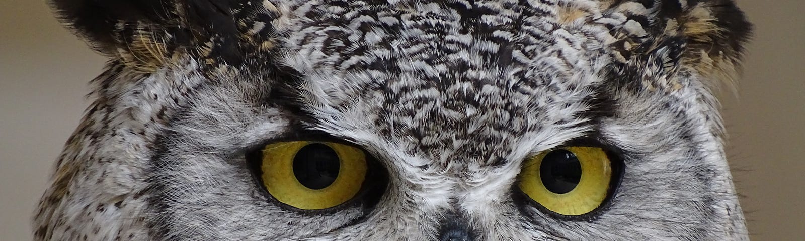owl with black and white feathers and yellow eyes up close