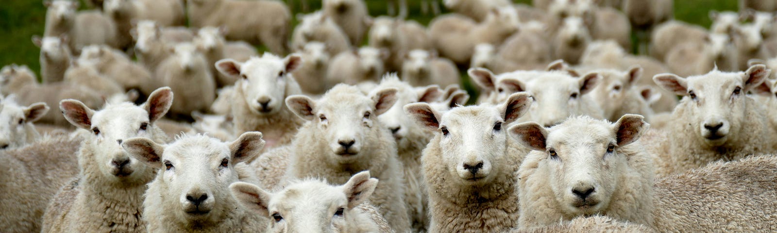 a group of sheep staring at the camera