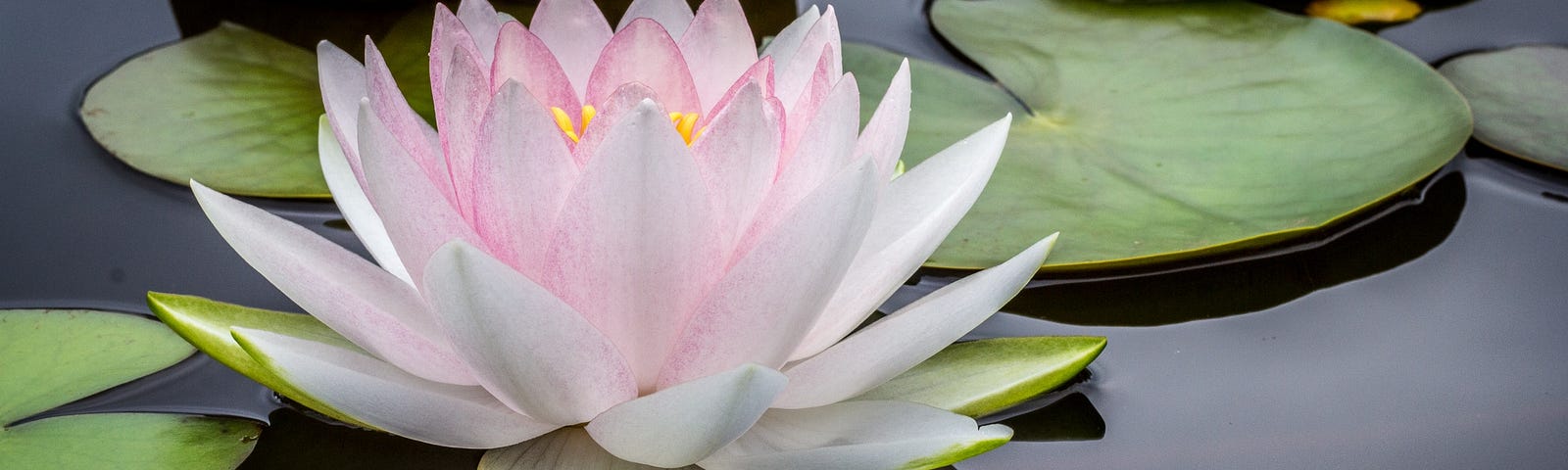 A lotus flower sits on tranquil waters.