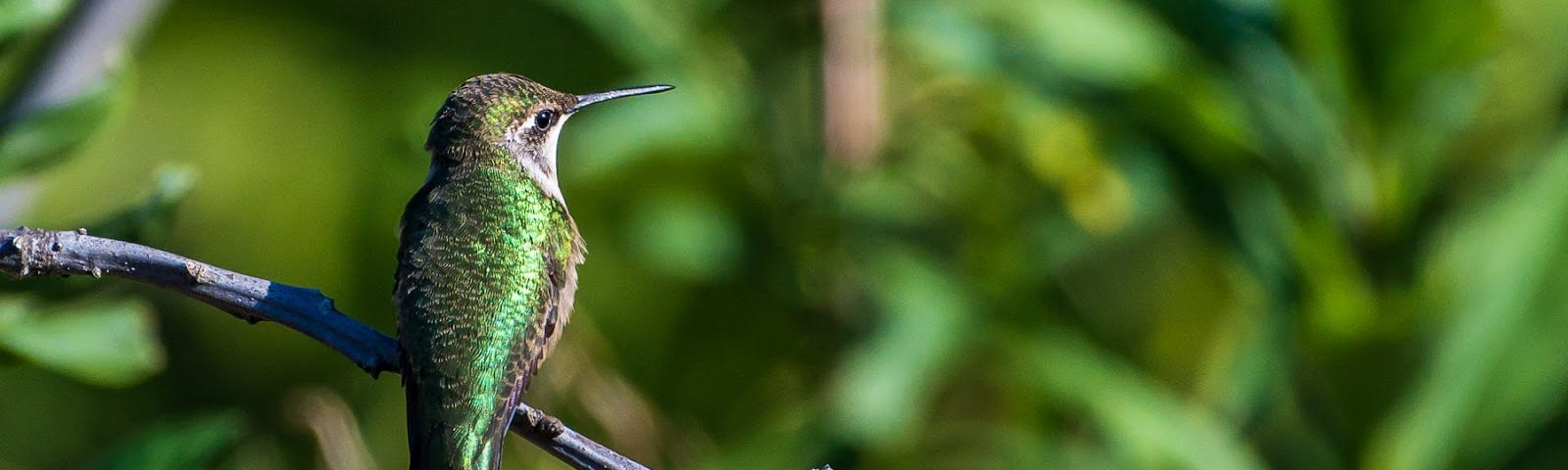 Ruby-throated hummingbird, photographed by the author in his backyard in summer 2021.