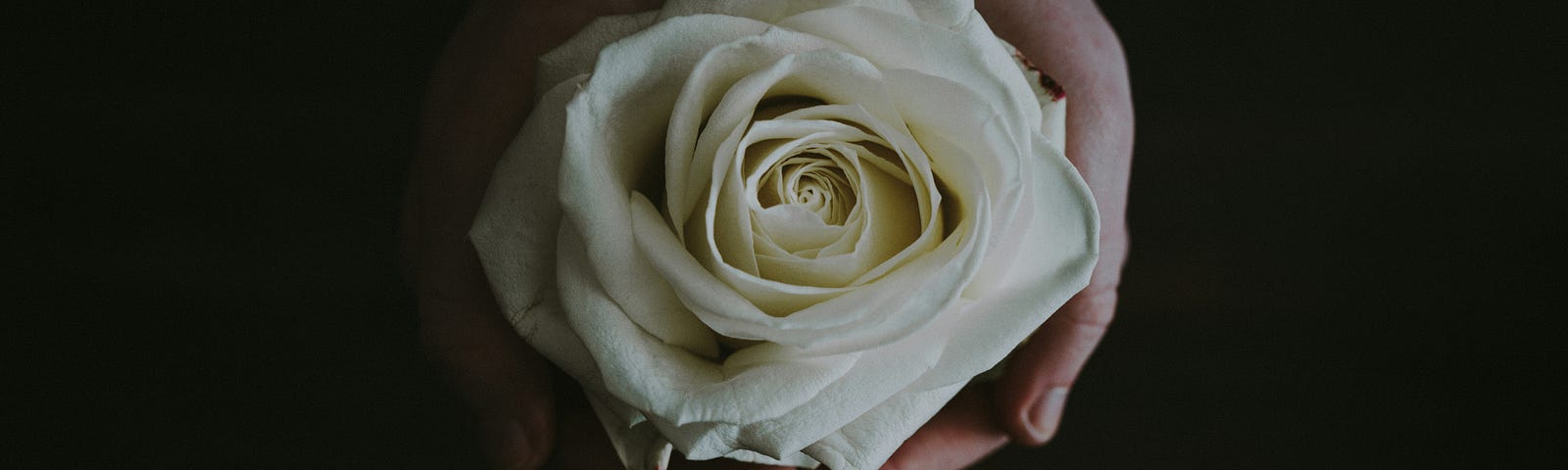 hands cradling a white rose, on a black background