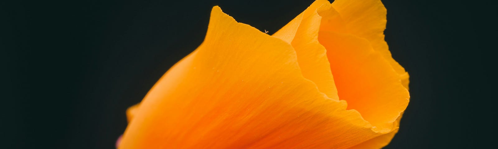 A Lone Yellow Poppy Surrounded by Darkness