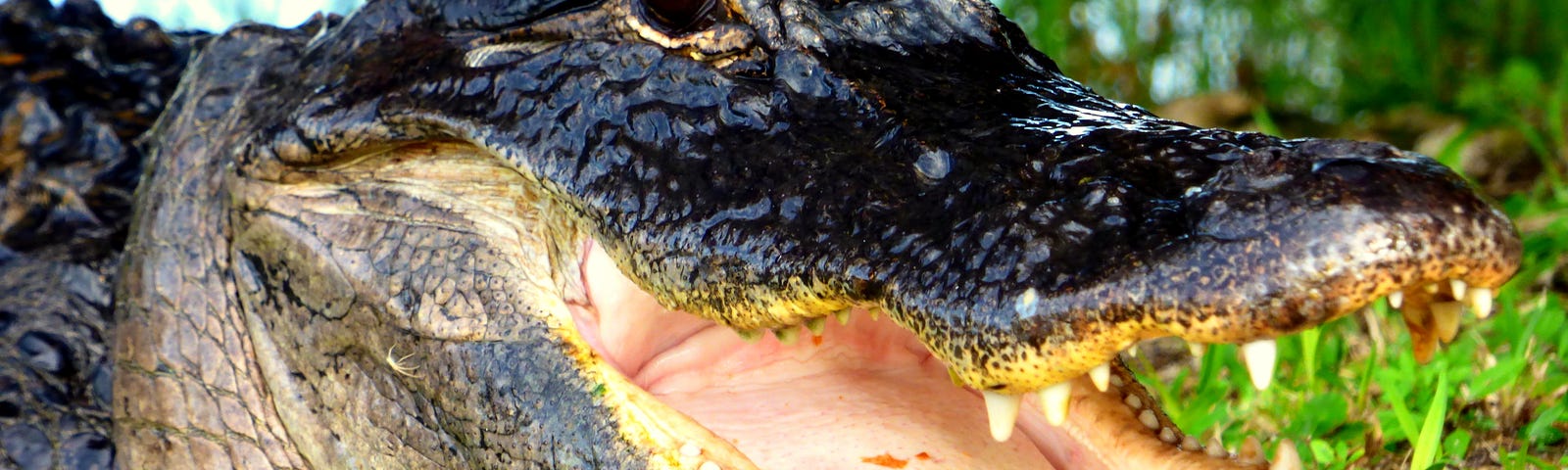 A crocodile with its mouth wide open.