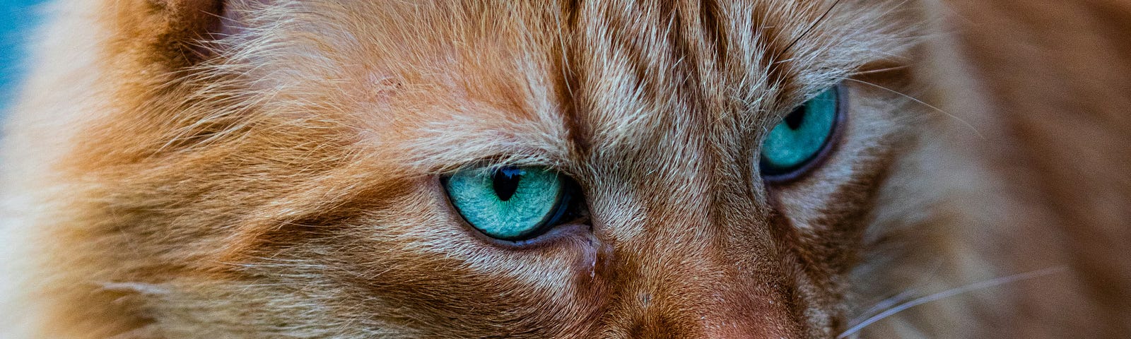 Photo of a yellow cat with blue eyes against a blue background