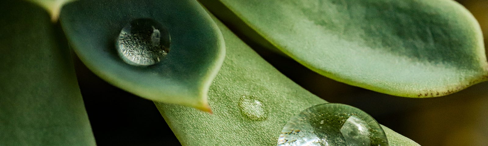 A close up of a water droplet on a plant’s leaf