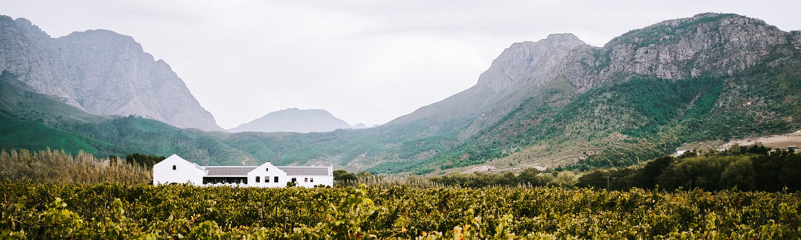 Image of vineyards in the foreground, mountains in the background and a white house towards the left middle of the image.