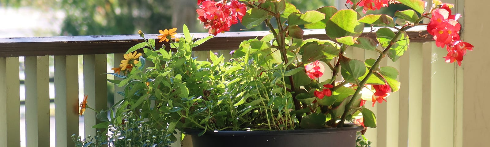 A group of potted plants sitting on a front porch.