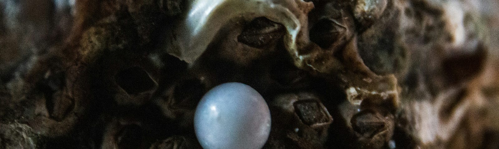 A white pearl