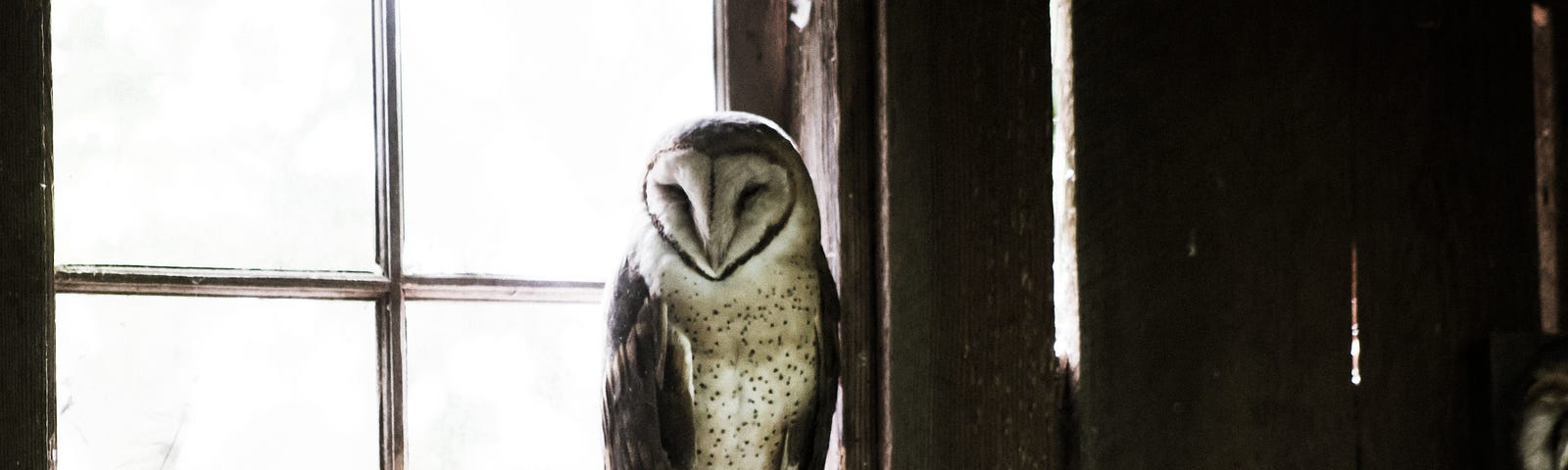 A barn owl sitting in a wood frame window