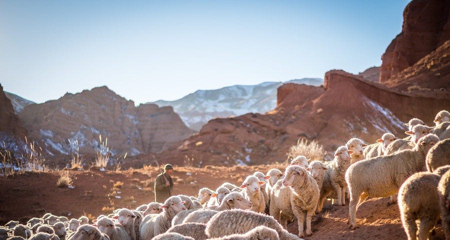 A shepherd with his flock on a mountain side