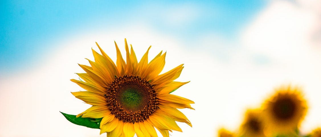 Selective focus of a single sunflower in a field full of sunflowers