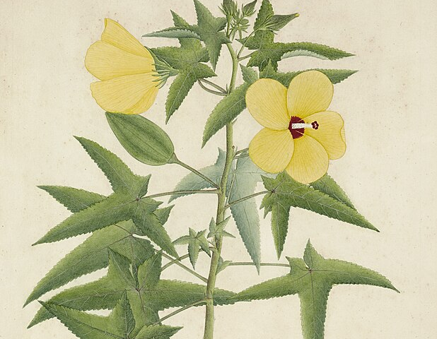 An illustration of two yellow Musk Mallow flowers, reddish brown centers, pale yellow stamen, the stigma is the same color as the center, their green leaves are five lobed, serrated edges with points. There are more detailed larger drawings of parts of the plant.