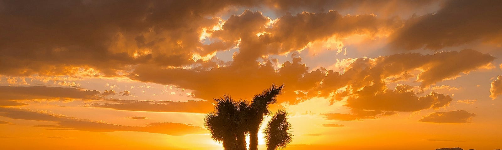 A tree is an oasis in a desert. THe sun sets in the background.