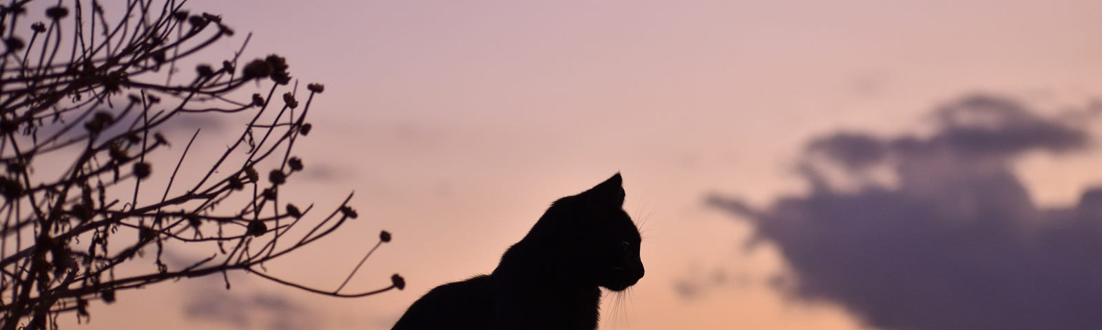black cat in sunset