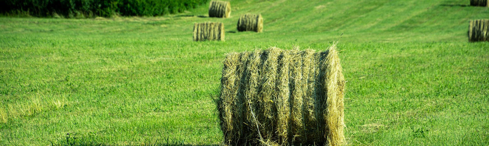 Green round hay bales in a field.