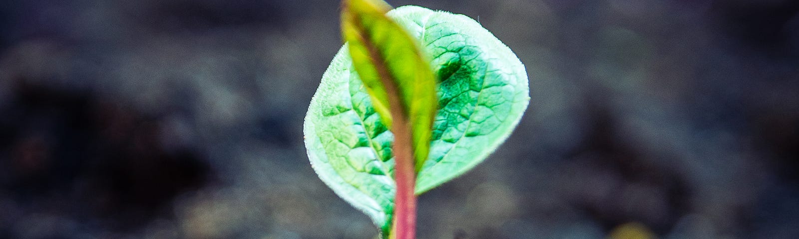 Soil Microbiome & Carbon Cycling Under Climate Crisis