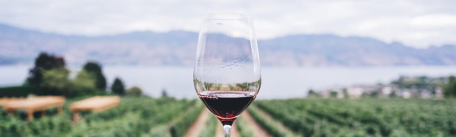 Red wine in a glass overlooking vineyards.