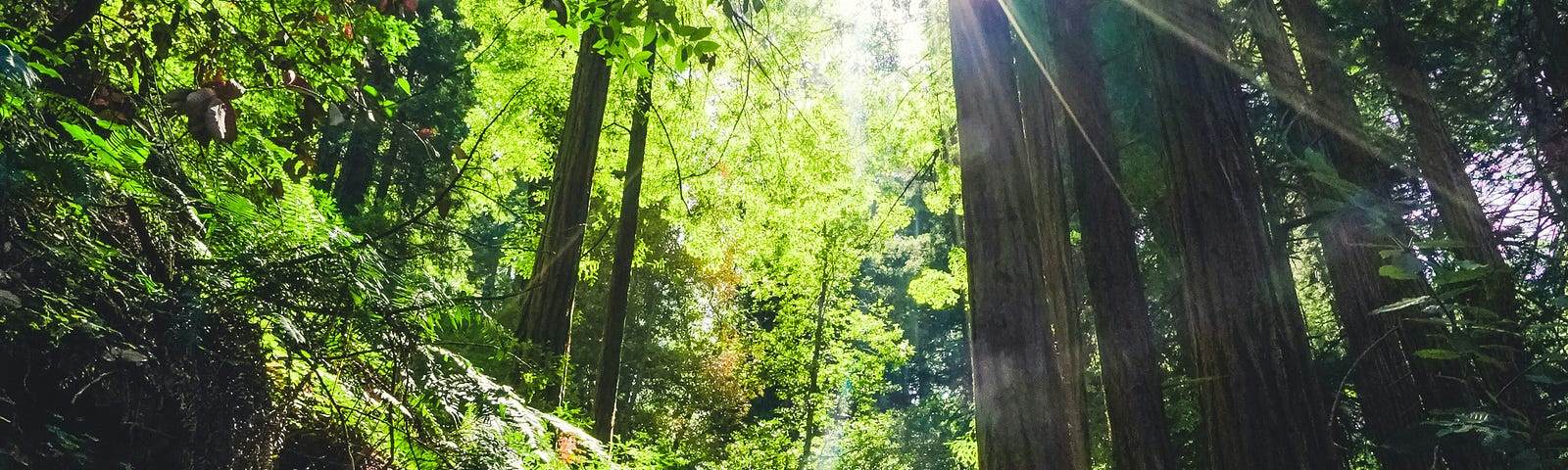 Sunlight streaming through a forest