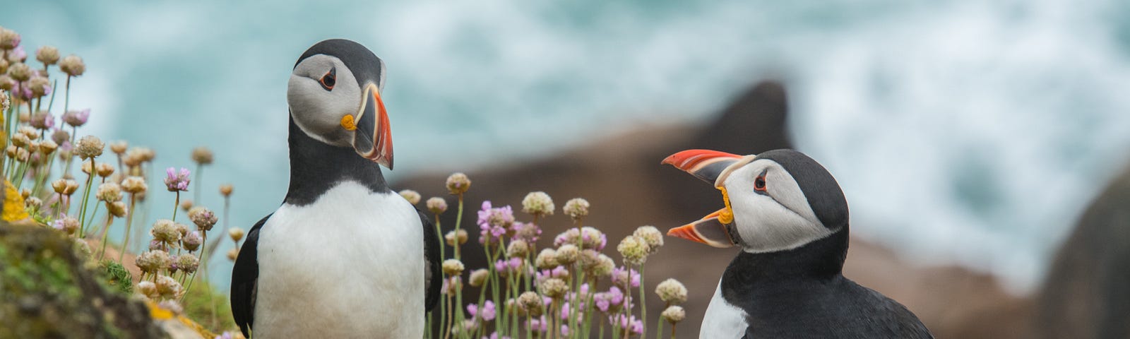 Playful puffins, sea birds of the Emerald Isle, appear to be conversing amidst wild flowers on a rocky shore.