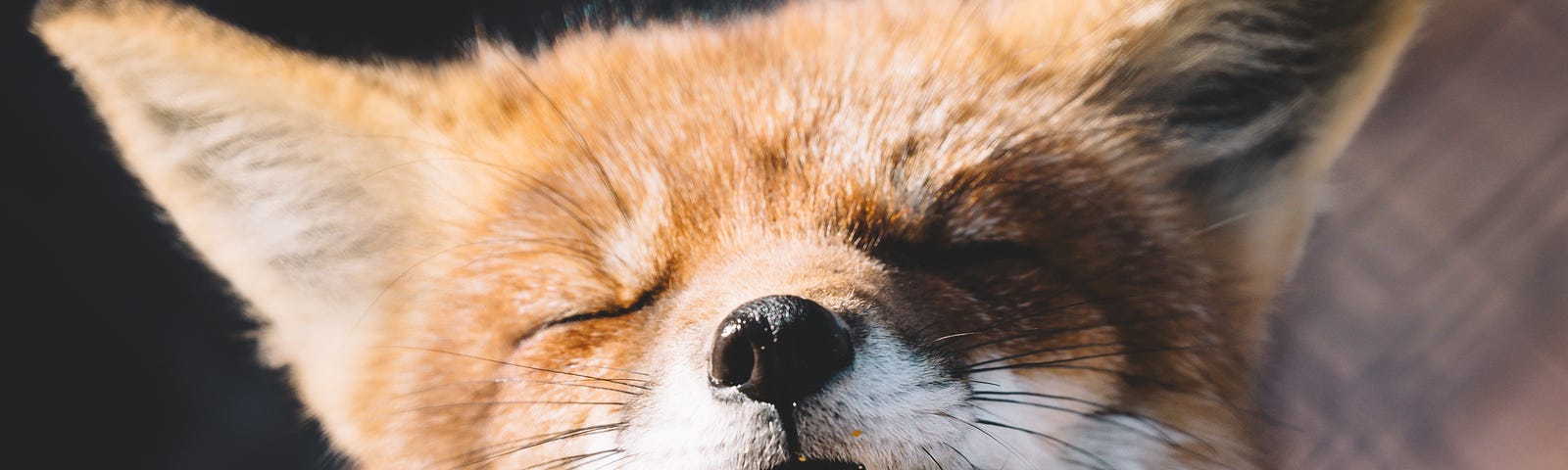 Up-tilted head of a fox with eyes closed and mouth open, looking like he’s singing.