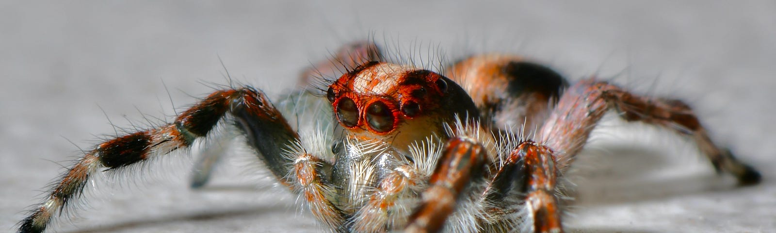 Image shows a close up of a hairy spider, with its legs outstretched and red ringed eyes.