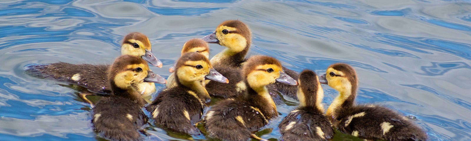 A group of newly hatched ducklings all gathered in a row — eight in total. They are floating fluffy brown and yellow heads with darker back feathers beginning to grow in.