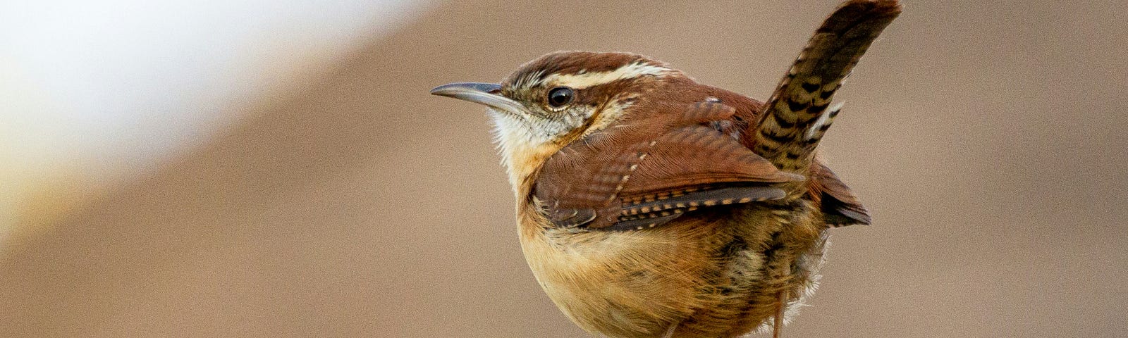 Close-up of a Carolina Wren sitting atop a fence.