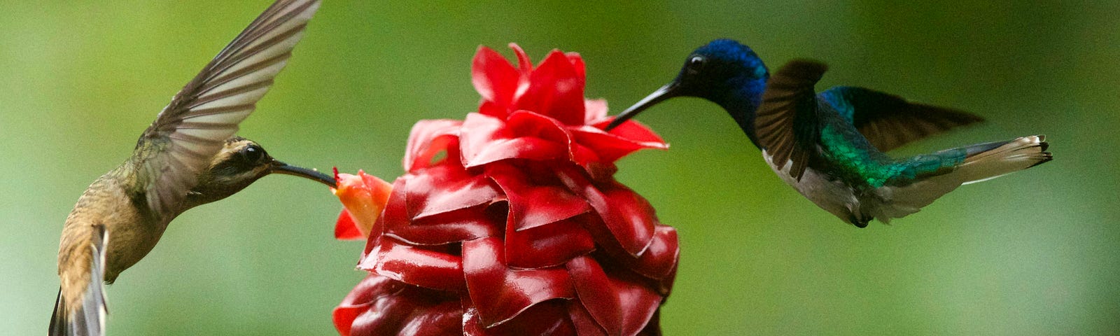 two hummingbirds feeding on a red flower
