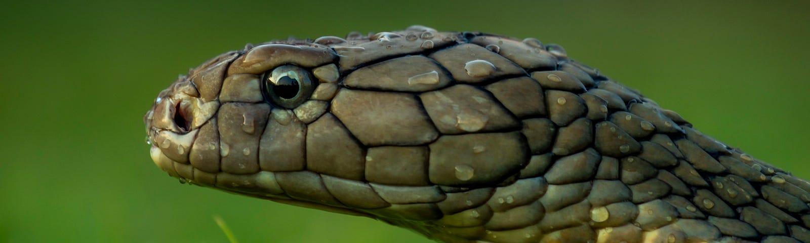 A snake’s head, peering out above a field of grass.