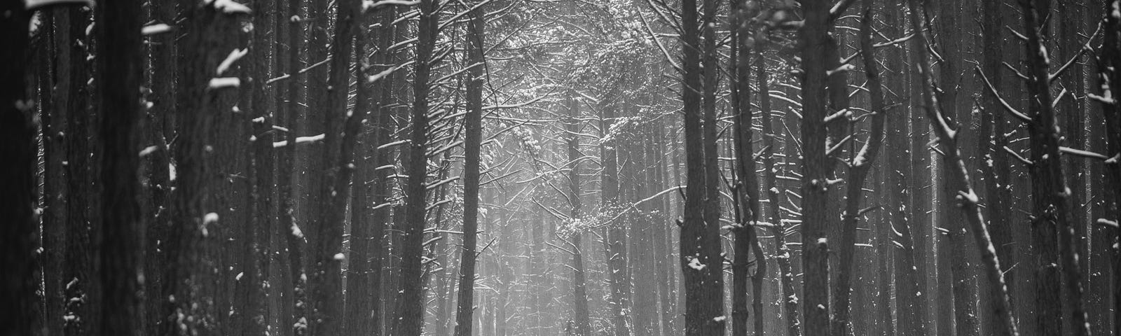 trees surrounding a snowy trail