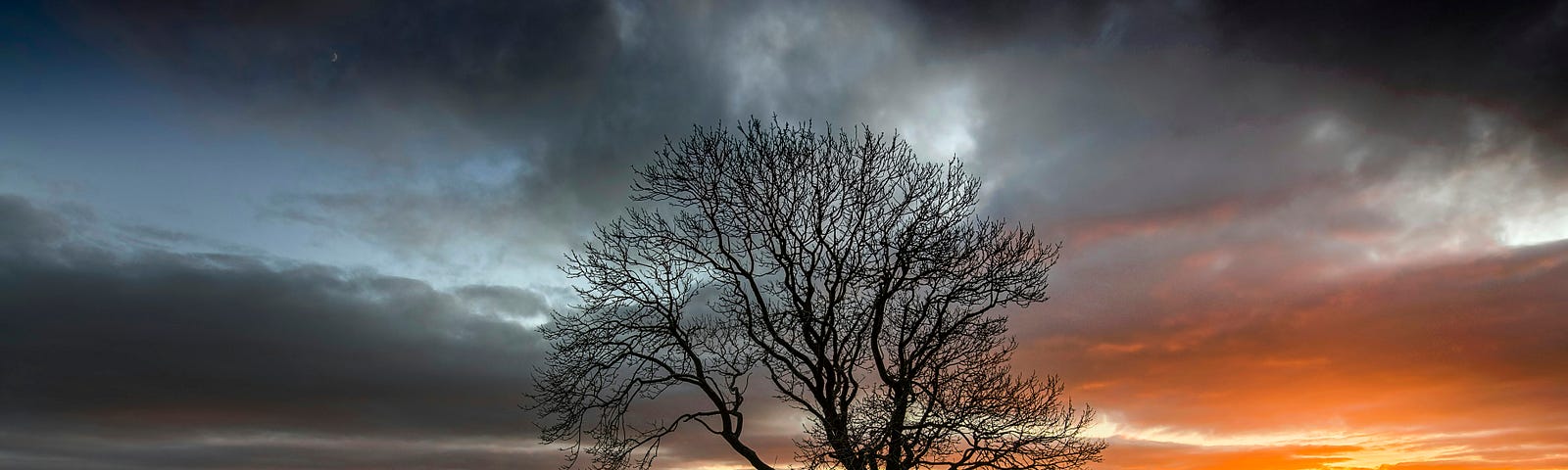 Solitary leafless tree standing on rugged terrain with pronounced cracks, under a dramatic sky with clouds and the sun setting or rising near the horizon, creating a stark contrast between the warm colors of the sky and the cooler tones of the land.