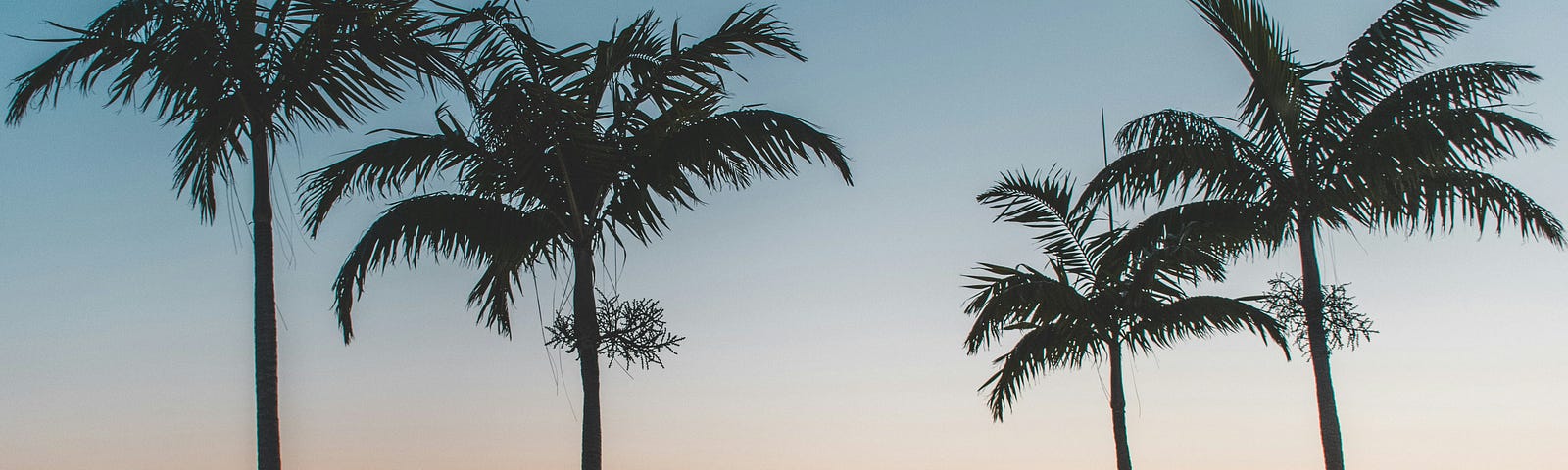 picturesque scenery of palm trees and water overlooking a Florida city skyline