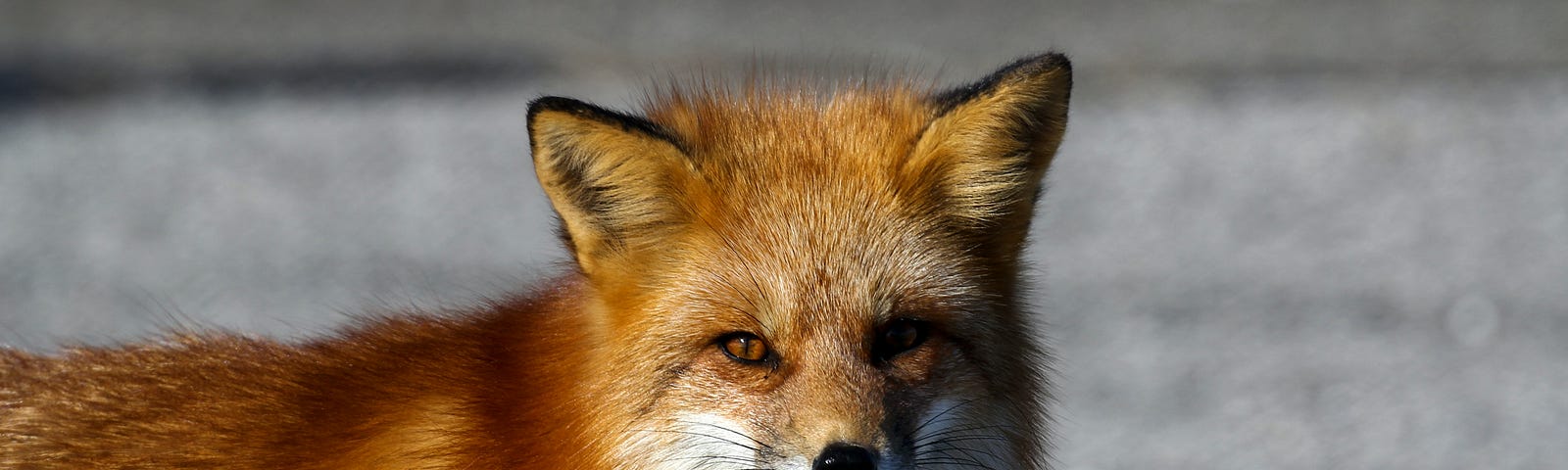 A furry fox looks quizzically from a winter landscape