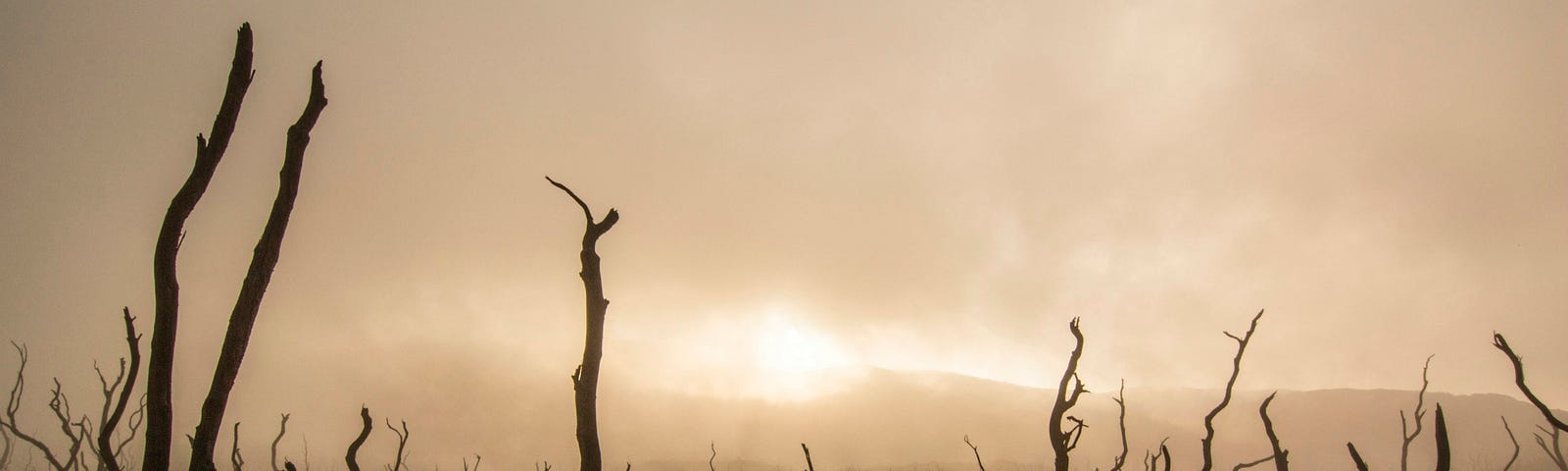 A monochrome image of dead trees and dry land