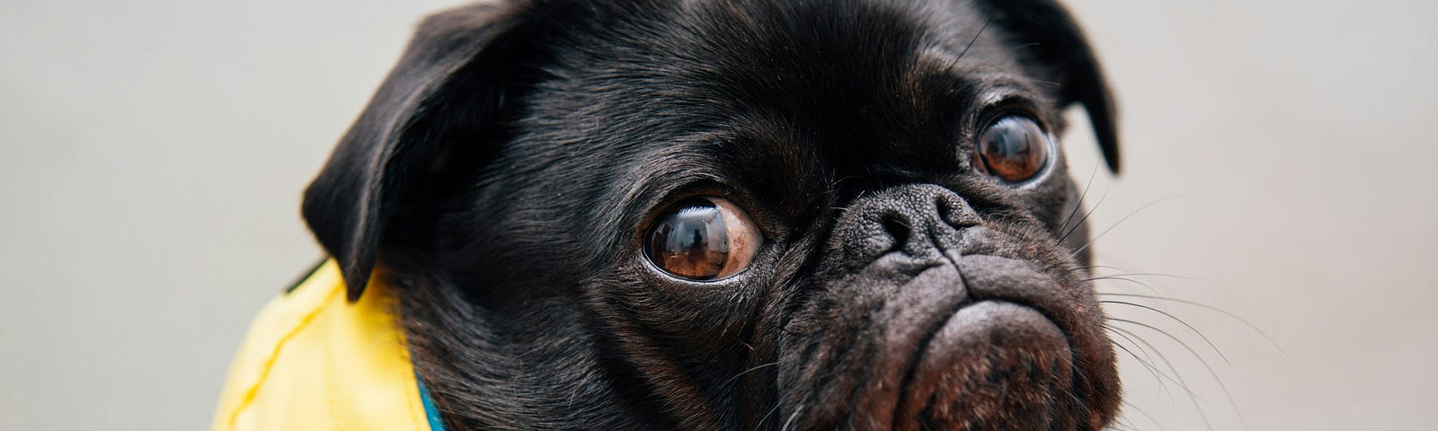 a black pug dog who is staring at the camera and looks a bit nervous or concerned. He is wearing a yellow jacket and is still very cute.