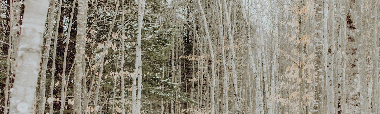 Woman alone in snow-covered woods